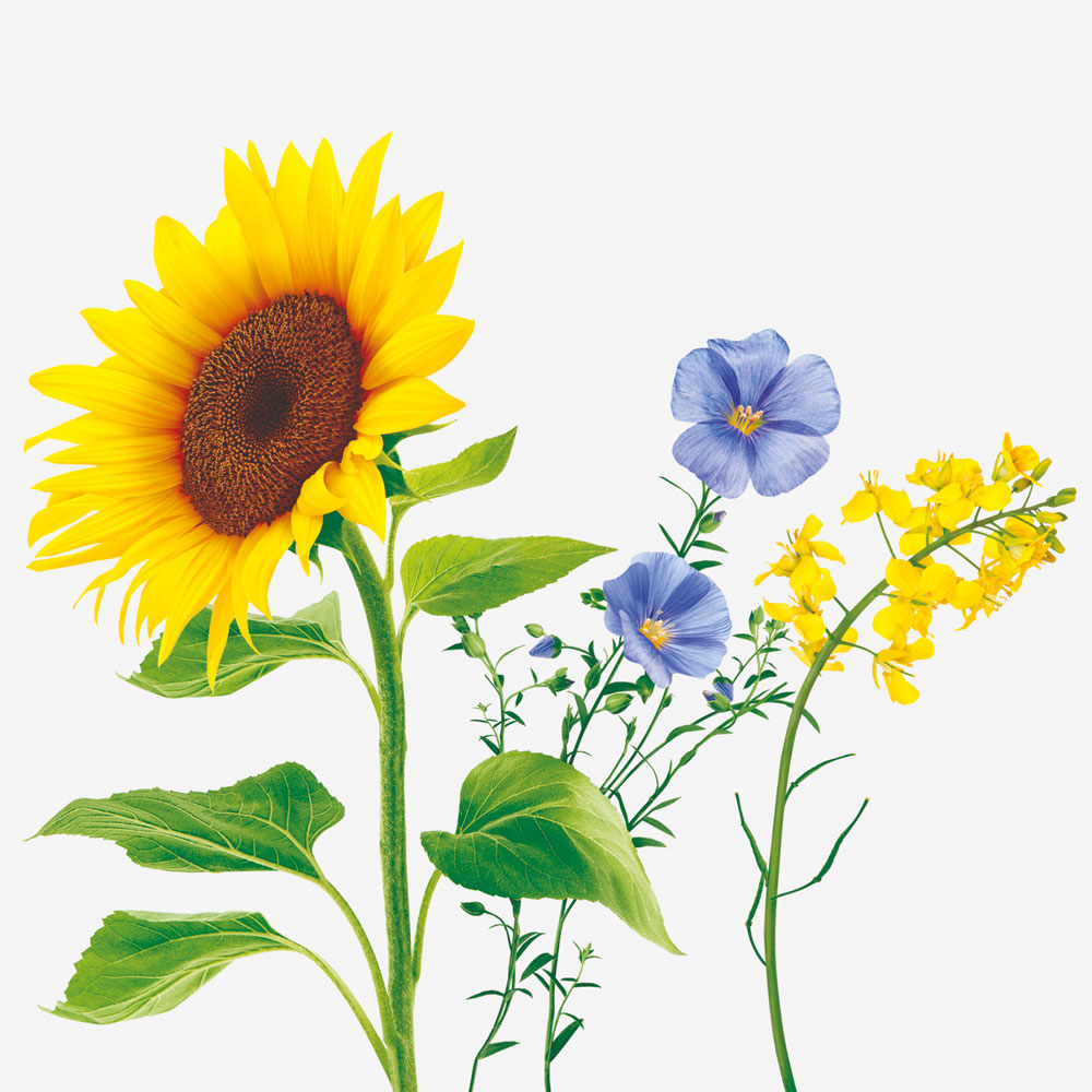 Blumen vom Design des Verpackungsdesigns der Marke Becel, Agentur HAJOK