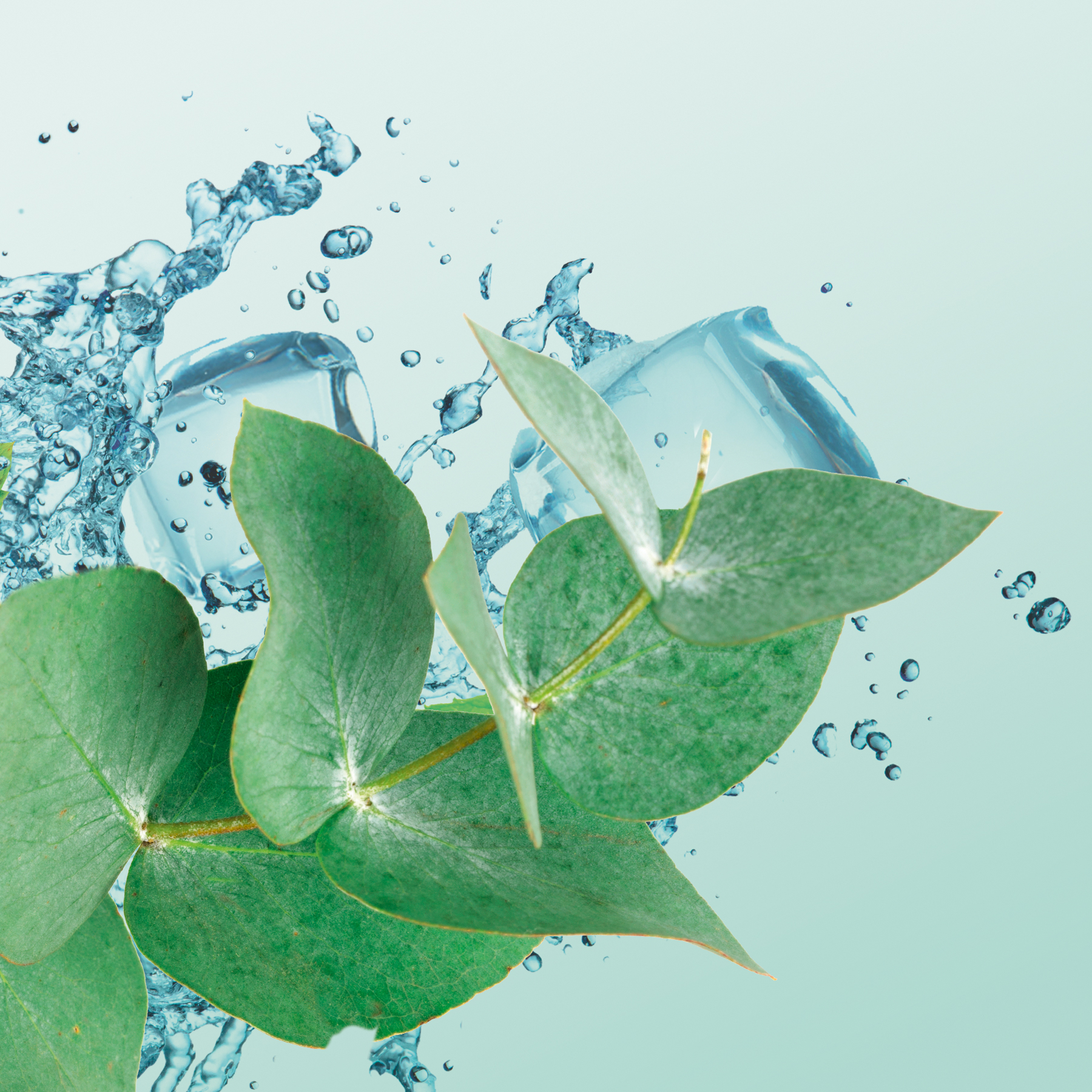 Eykalyptuszweig und Eiswürfel