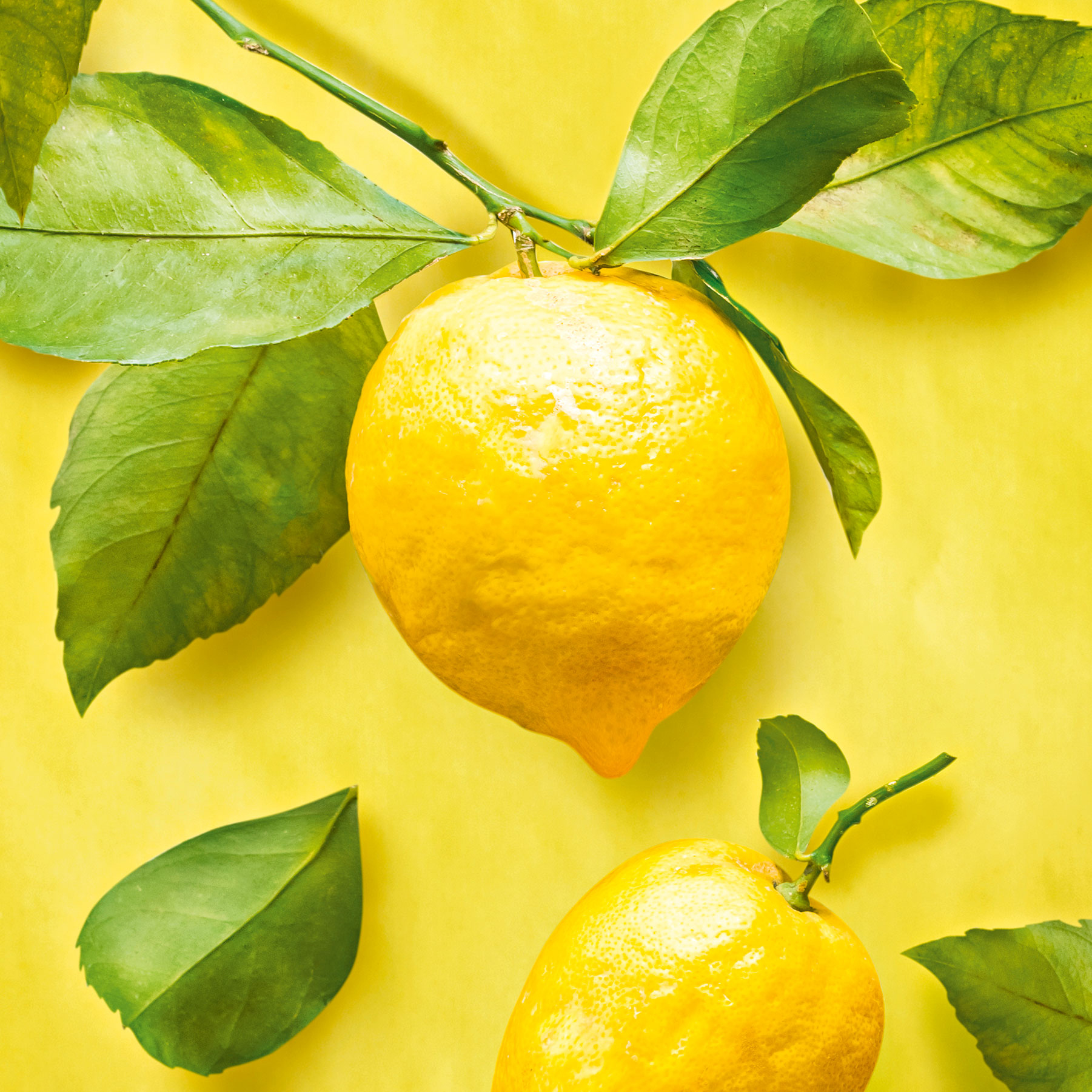 Zwei frische Zitronen am Zweig mit Blattgrün vor gelbem Hintergrund